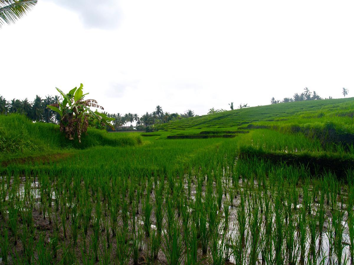 Selemadeg  Bali Beach Eco Villas Pondok Matekap מראה חיצוני תמונה